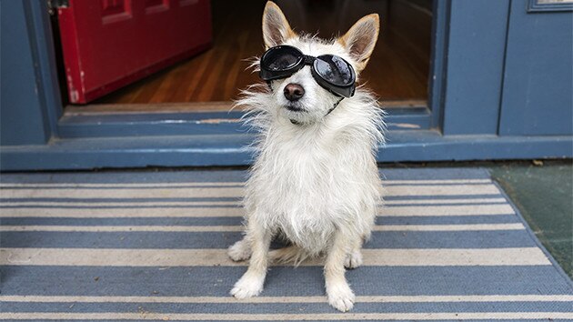 Joy Lewis Hund