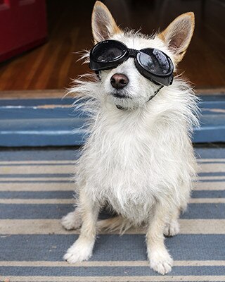 Joy Lewis Hund